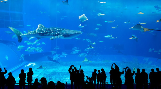 美ら海水族館から車で5分